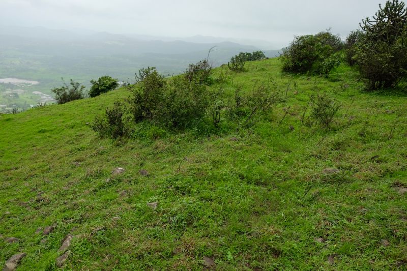 Vegetation Before Bush Hoggings